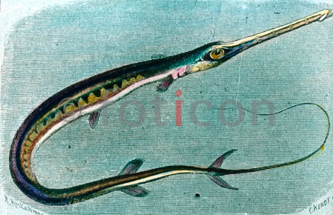 Blaupunkt-Flötenfisch | flute fish (foticon-600-simon-meer-363-052.jpg)